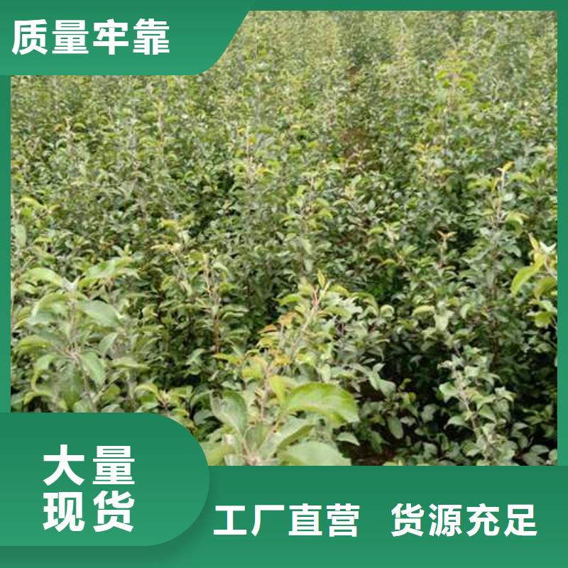 杜梨树苗种植基地一站式采购商家