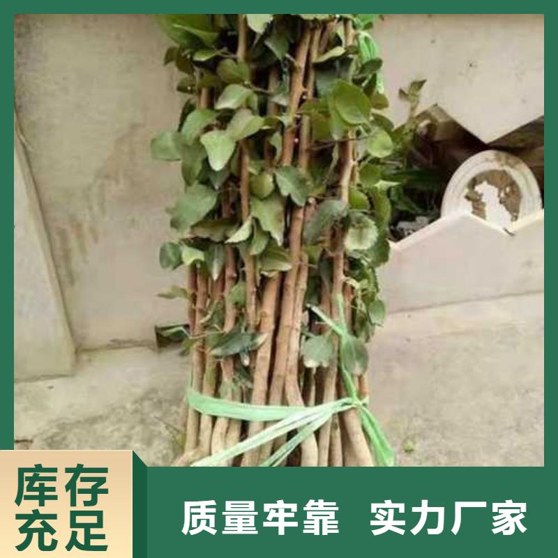 杜梨树苗种植时间批发货源