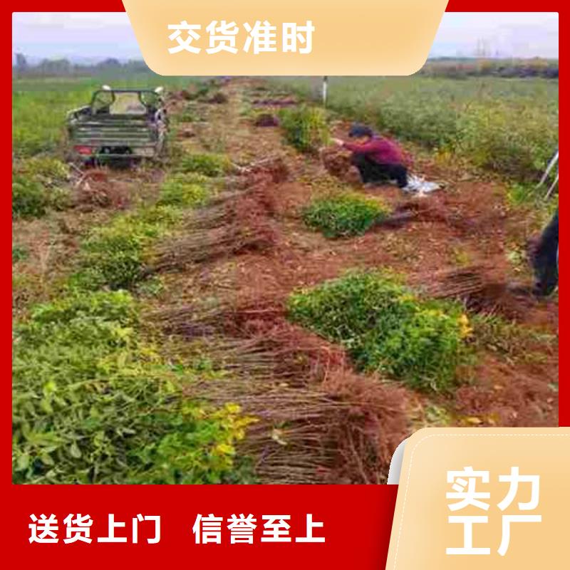 杜梨小苗种植方法优选厂家