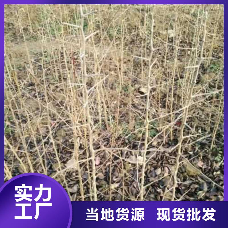 杜梨-【黄冠梨树苗】源头厂家量大价优同城制造商