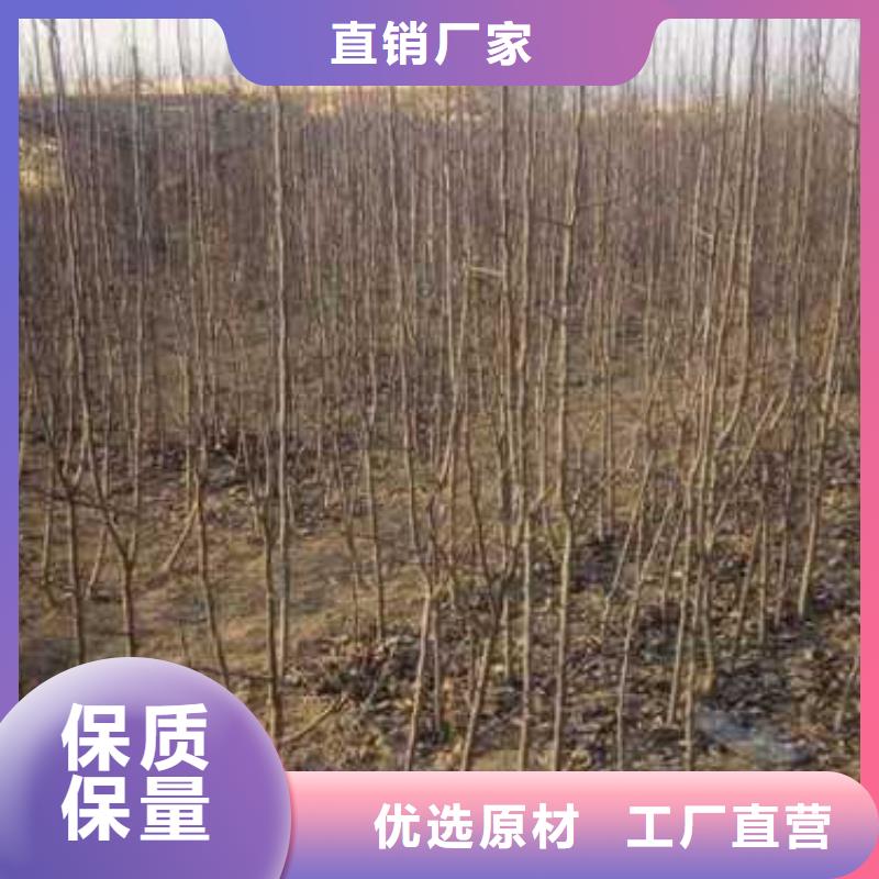 杜梨树苗苗圃基地客户信赖的厂家