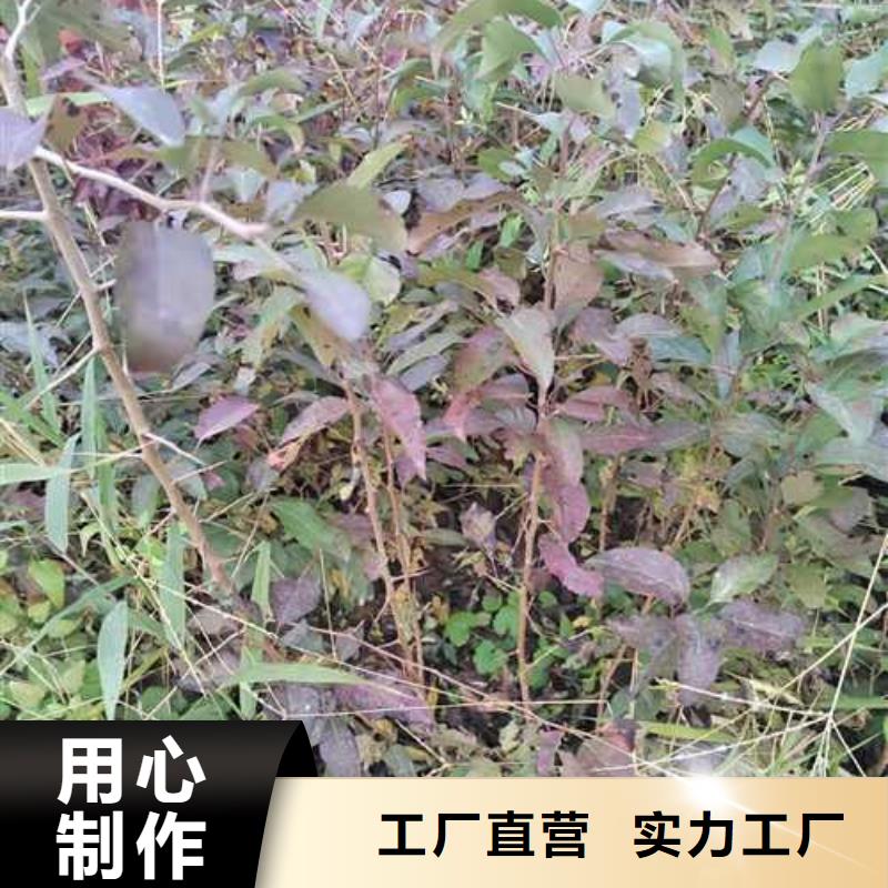 杜梨苗种植基地厂家销售