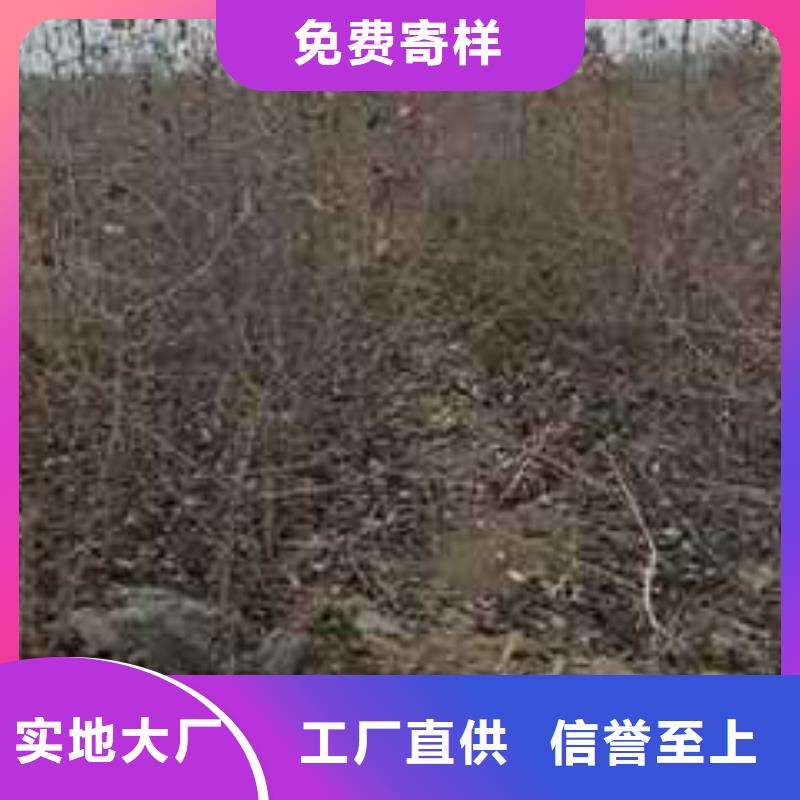 杜梨苗种植基地附近服务商