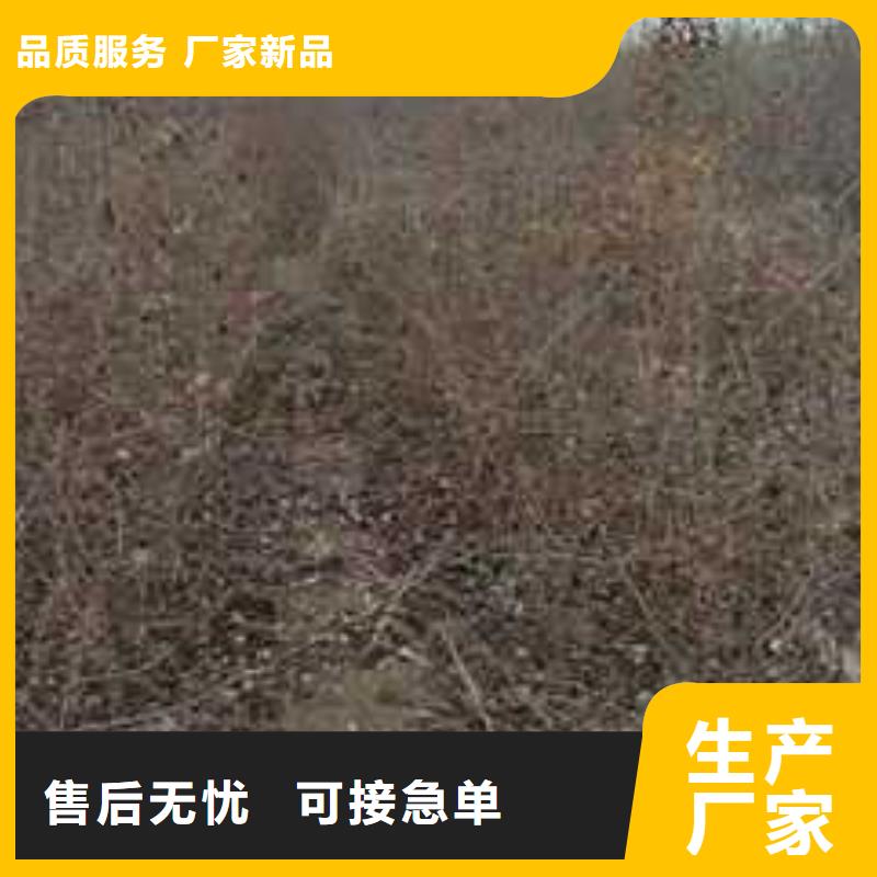 杜梨梨树苗基地当日价格自产自销