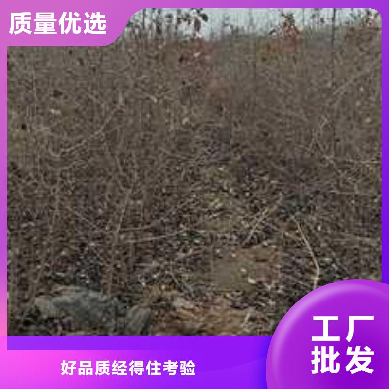 杜梨_梨树苗基地买的放心厂家型号齐全