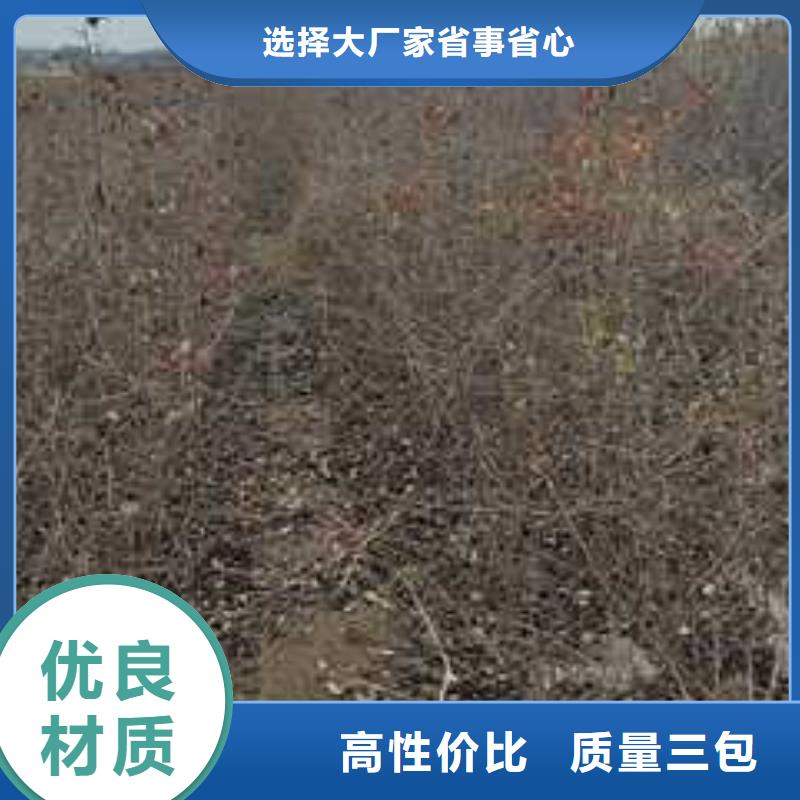 杜梨树苗种植基地制造生产销售