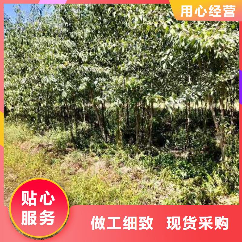 杜梨小苗苗圃基地严选材质