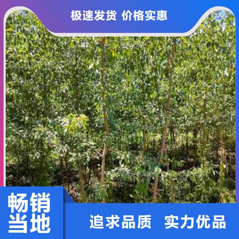 杜梨小苗种植方法现货充裕