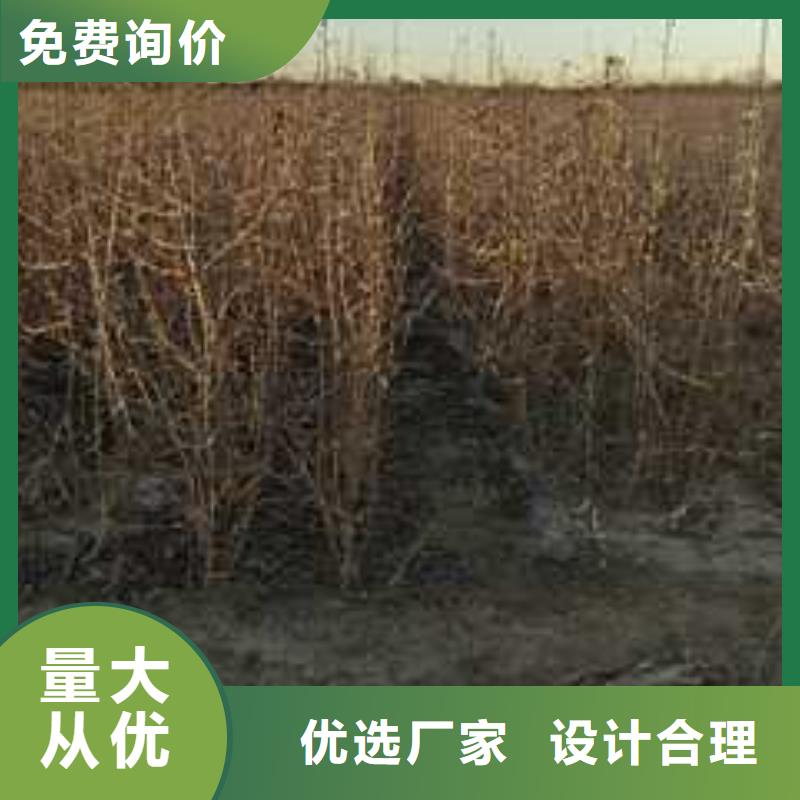 杜梨小苗一亩地种植利润通过国家检测