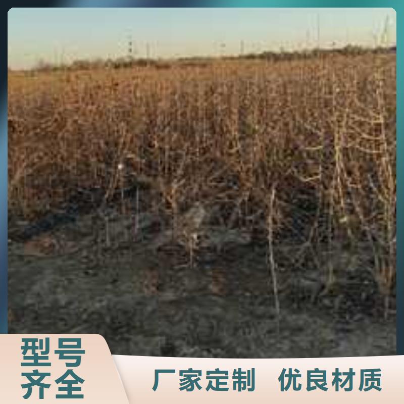 杜梨小苗一亩地种植利润多家仓库发货