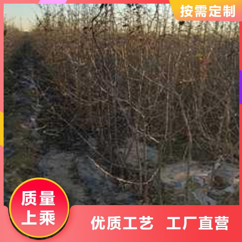 杜梨小苗原产地附近厂家