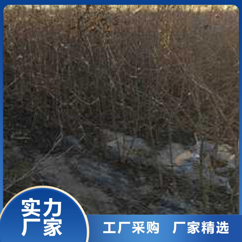 杜梨苗苗圃基地一件也发货