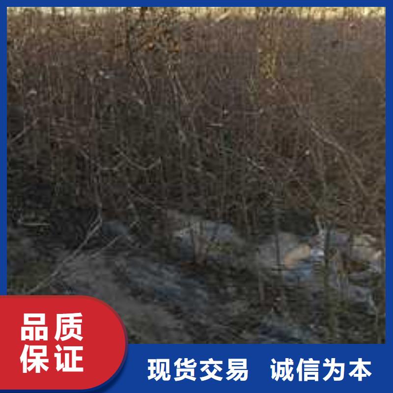 杜梨树苗基地图片厂家直营