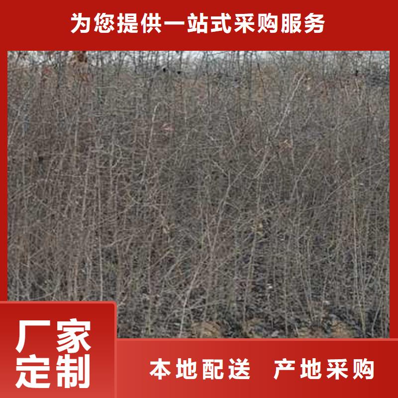 杜梨苗种植基地选择大厂家省事省心