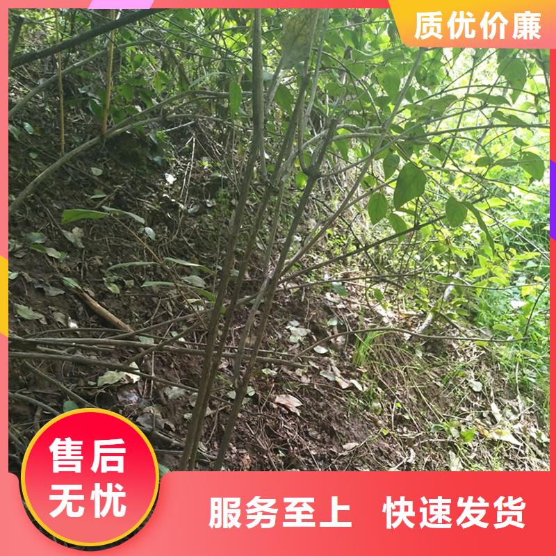 杈杷果树苗种植管理技术同城厂家