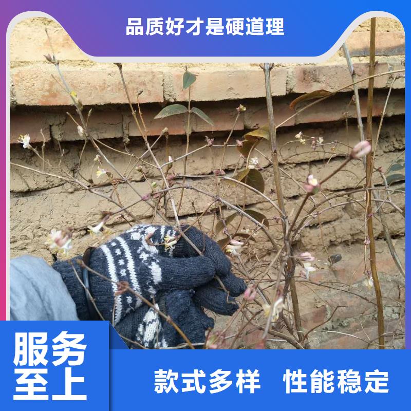 健身果苗适合种植地区值得信赖