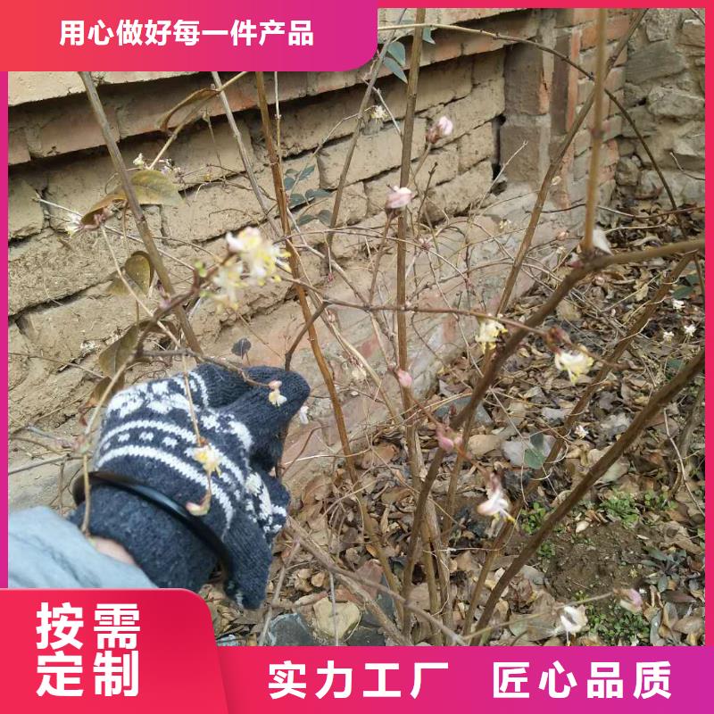 ​杈杷果无花果苗卓越品质正品保障同城经销商