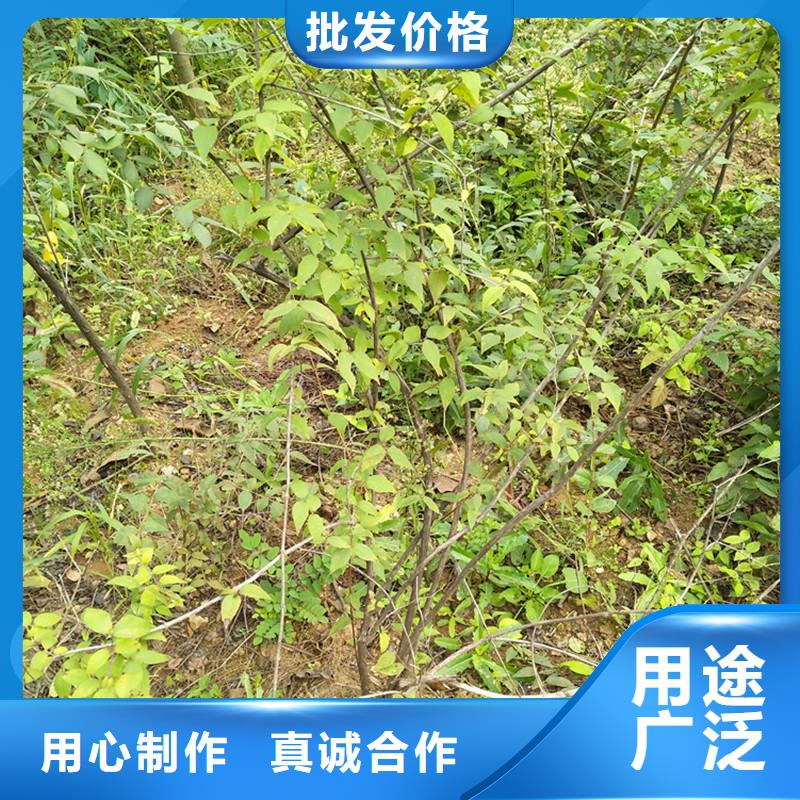 相思果苗适合种植地区准时交付