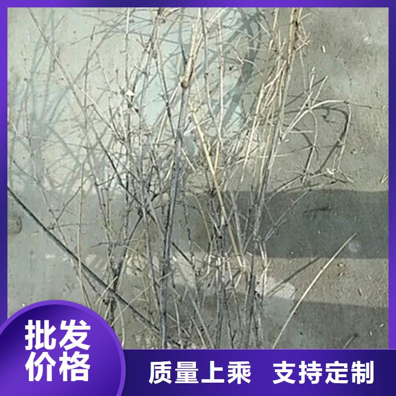 杈杷果-桃树苗按需定做供货及时