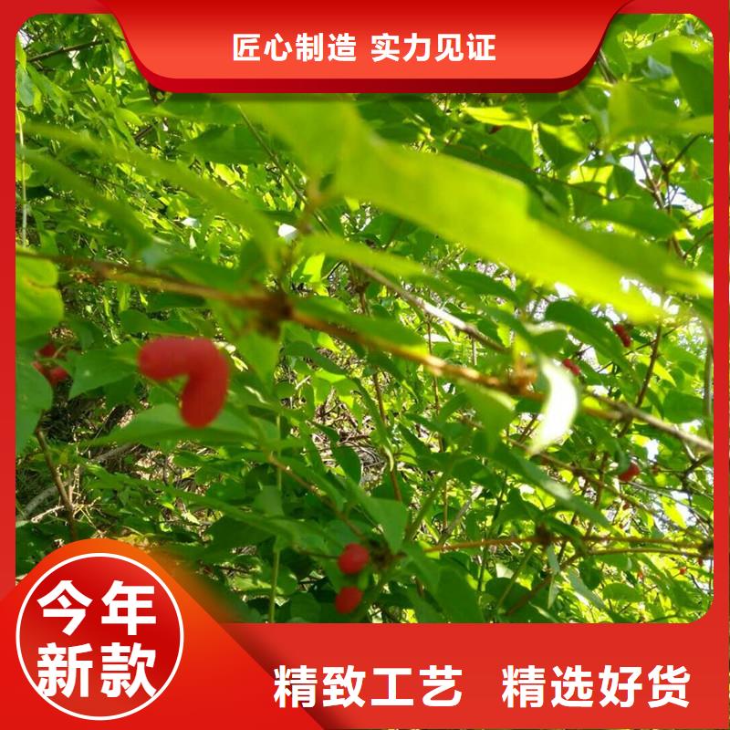 相思果苗适合种植地区规格型号全