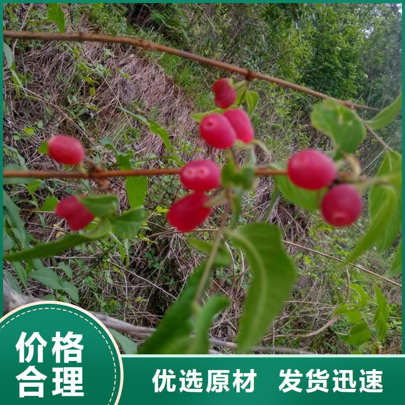 杈杷果种植管理技术工厂自营