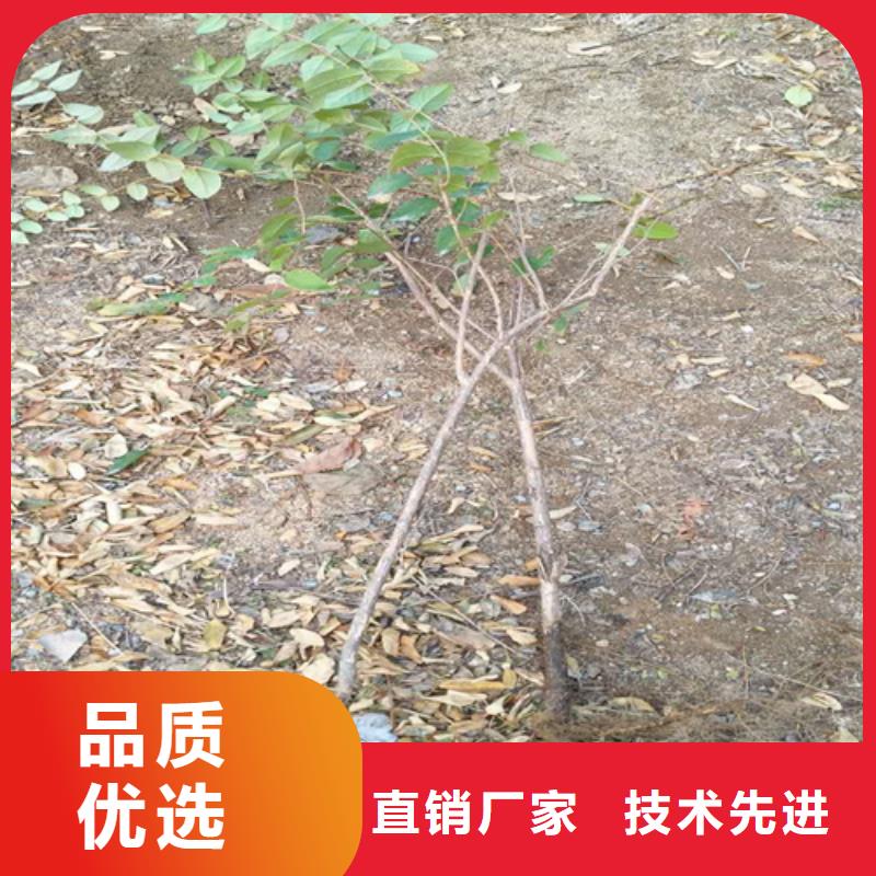 相思果苗适合种植地区本地生产商