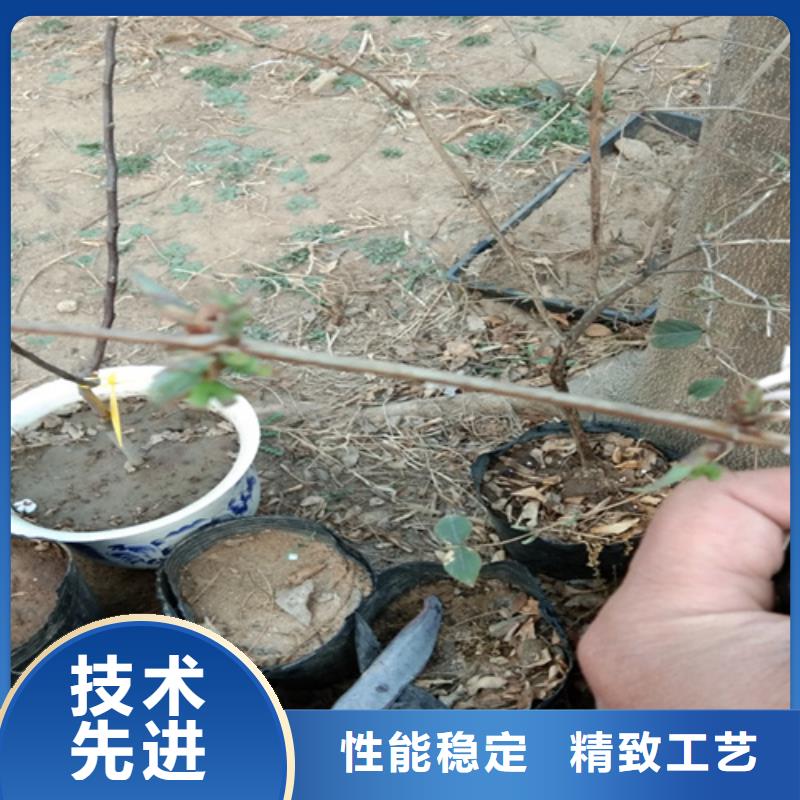 杈杷果苹果苗支持定制加工厂家大量现货