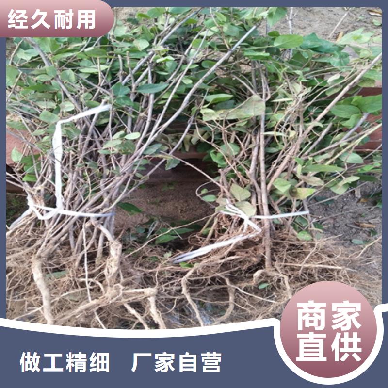 杈杷果无花果苗厂家直销直供海量现货