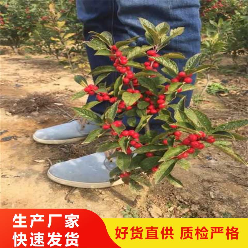 北美冬青实地大厂合作共赢