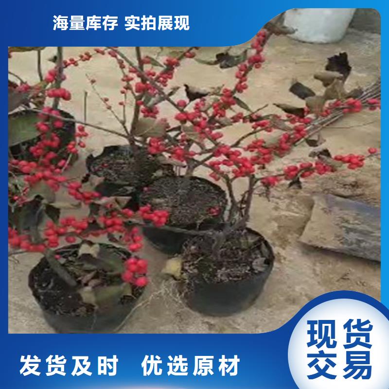北美冬青,樱桃苗厂家精选质检严格放心品质
