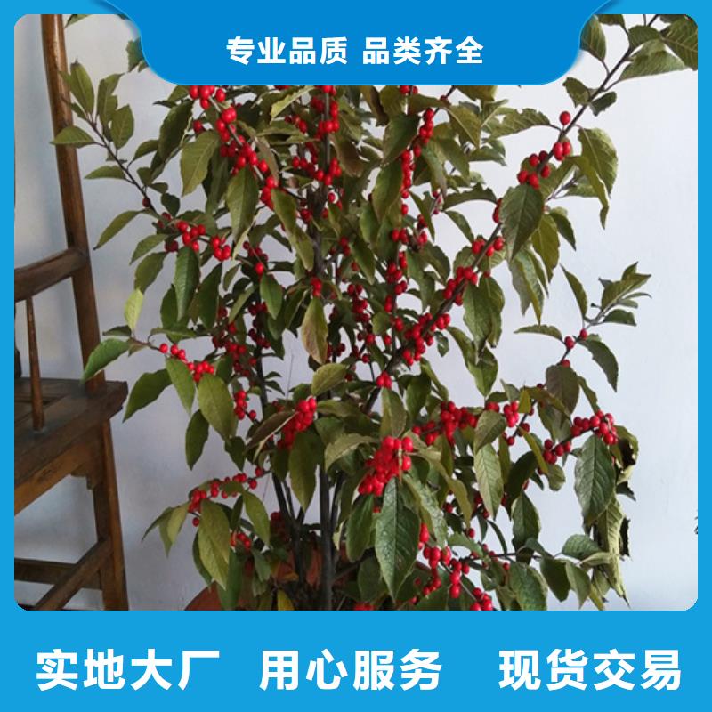 北美冬青苹果苗质保一年同城厂家