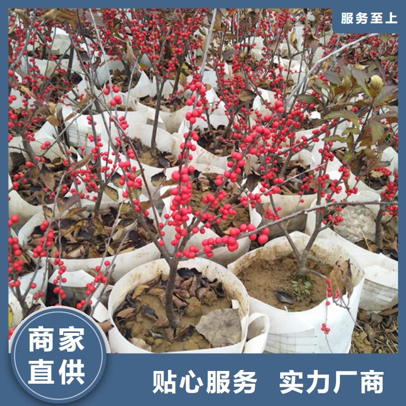 北美冬青西瓜番石榴苗拥有多家成功案例精品优选
