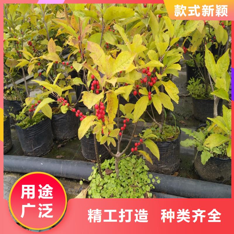 北美冬青石榴树一站式服务追求细节品质