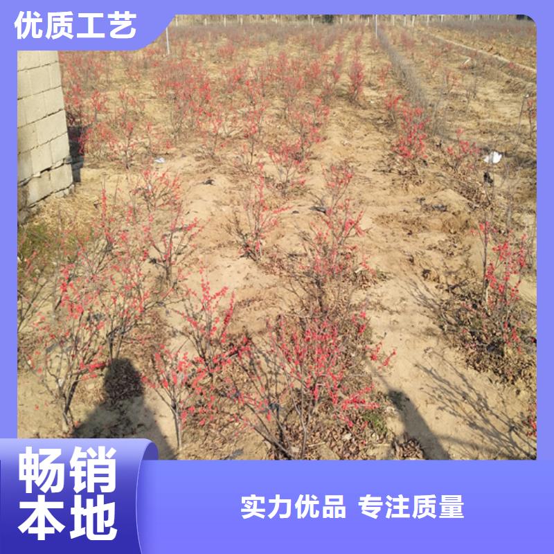 北美冬青苗现货供应本地生产厂家