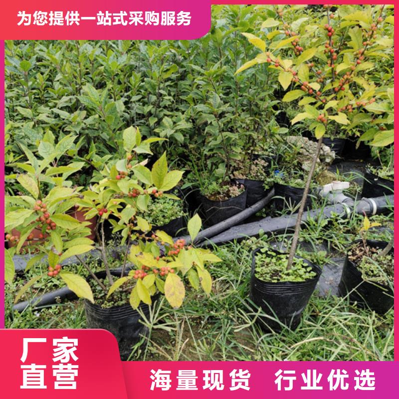 北美冬青苹果苗批发价格当地供应商
