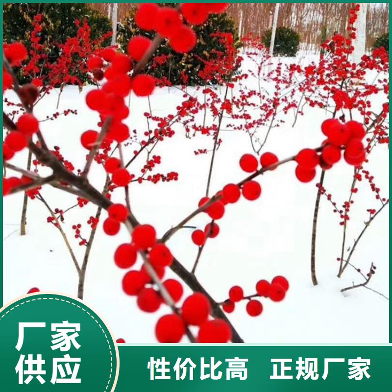 北美冬青樱桃苗实体诚信厂家厂家直销货源充足