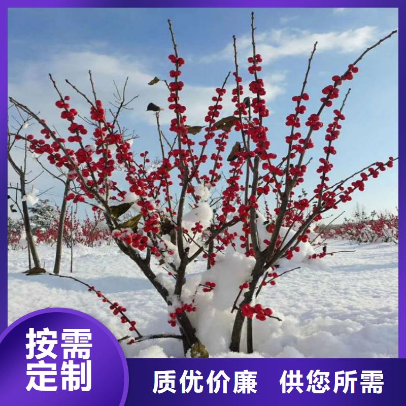北美冬青-桃树苗安装简单海量现货