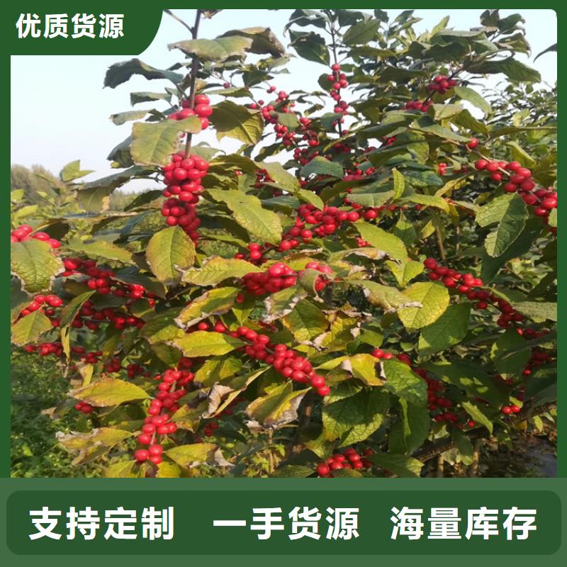 北美冬青,玛瑙红石榴苗值得买优选厂家