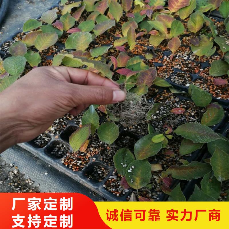 北美冬青-桃树苗厂家规格全本地生产商