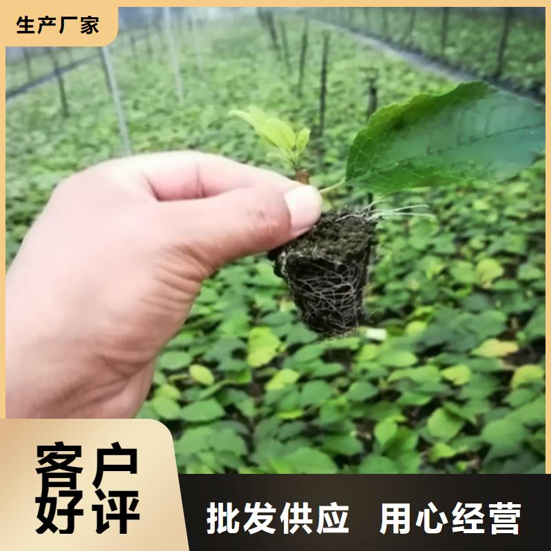 北美冬青蓝莓苗快捷物流细节严格凸显品质