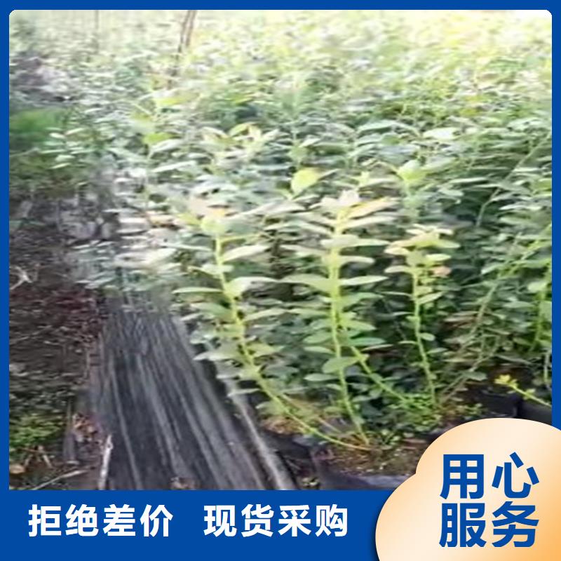 蓝莓苗-苹果苗应用范围广泛满足客户所需