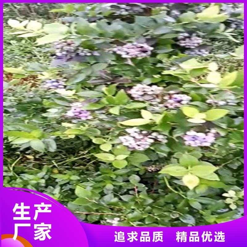 蓝莓苗苹果苗选择我们没错用心细节
