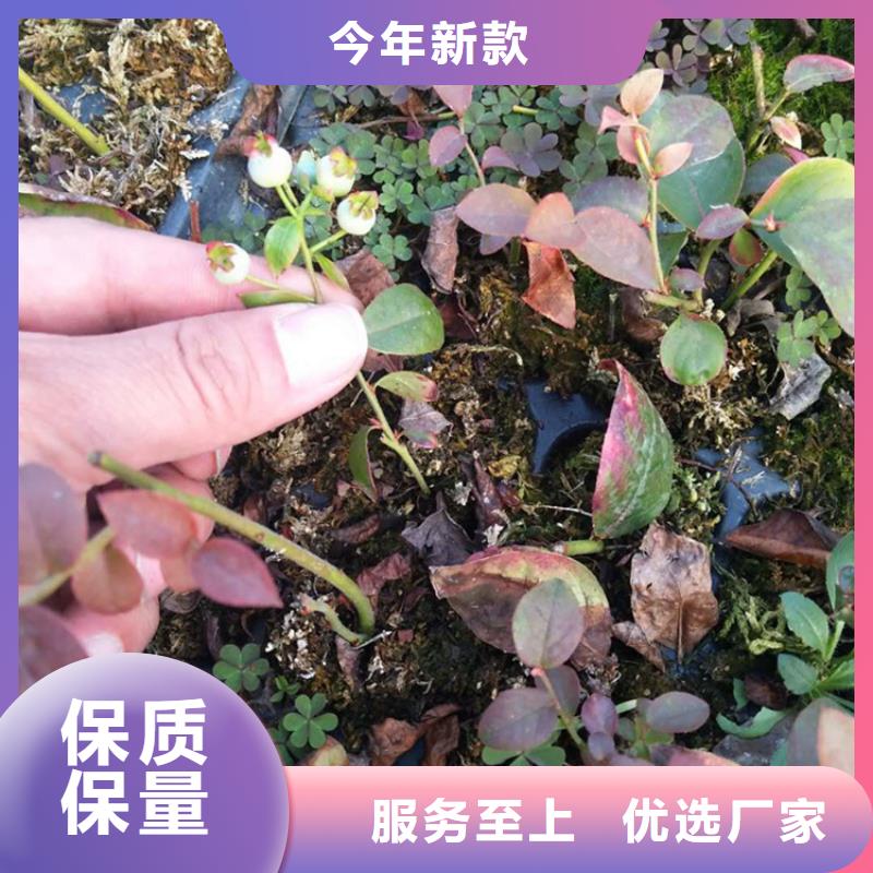 蓝莓苗苹果苗自产自销实力优品