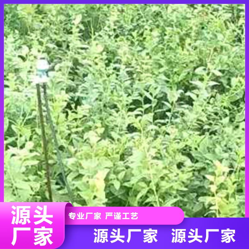 蓝莓苗苹果苗应用领域产品参数