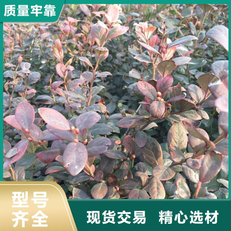 蓝莓苗桃树苗检验发货本地货源