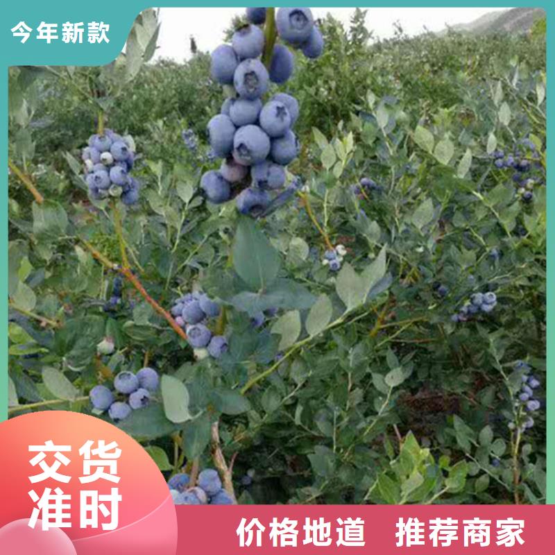 蓝莓苗樱桃苗选择我们没错专业信赖厂家