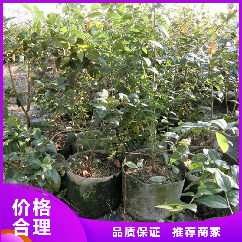 蓝莓苗杏树苗诚信为本批发价格
