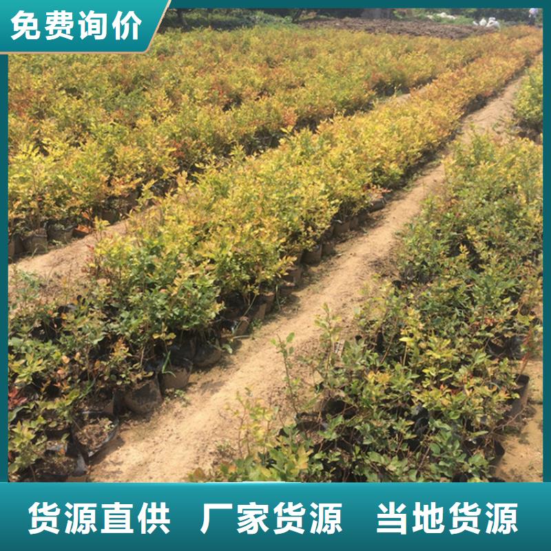 蓝莓苗苹果苗质量安全可靠优质原料