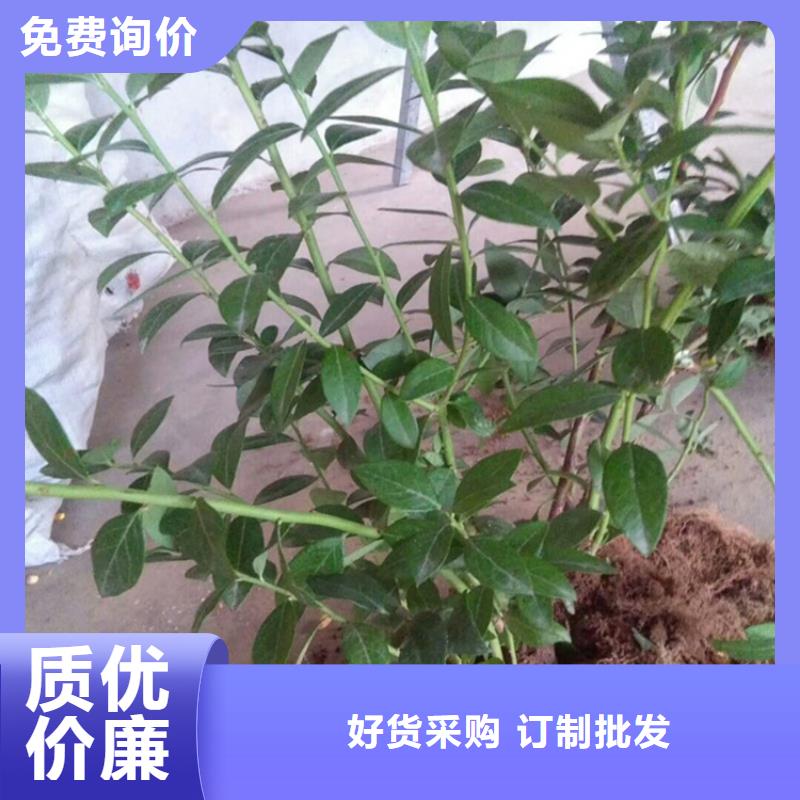 蓝莓苗嘎啦苹果性能稳定优质工艺