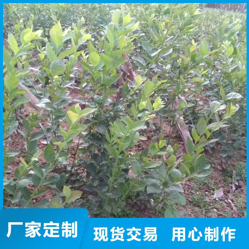 蓝莓苗樱桃苗源头厂商厂家经验丰富